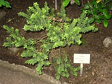 Hebe odora - Berlin Botanical Garden - IMG 8751.JPG