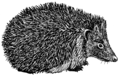 Hedgehog (PSF).png