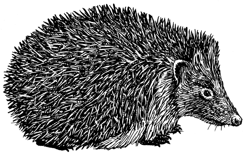 File:Hedgehog (PSF).png