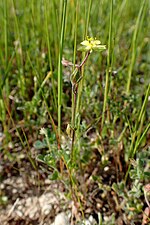 Miniatura per Helianthemum aegyptiacum