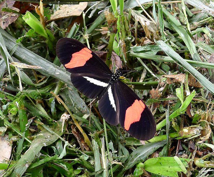 File:Heliconius erato. (probably demophoon sub-species) - Flickr - gailhampshire.jpg