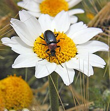 Heliotautus ruficollis, a darkling beetle Heliotaurus 1.jpg