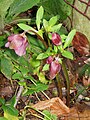 Helleborus orientalis subsp. abchasicus bud