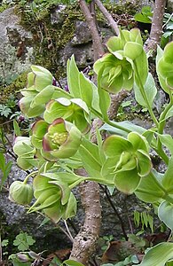 Helleborus foetidus 3.jpg