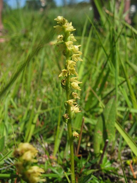 File:Herminium monorchis.jpeg