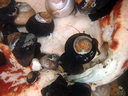 Hermit crabs and live Tegula snails on a dead gumboot chiton, Cryptochiton stelleri, in a tide pool at low tide in central California