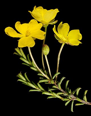 <i>Hibbertia lineata</i> Species of flowering plant