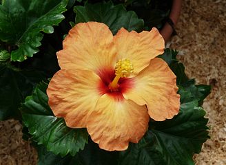 Hibiscus Rosa-Sinensis