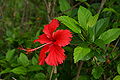 Hibiscus flower Hibiscus rosa-sinensis