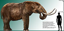 The Pleistocene American mastodon with a human to scale. High res mastodon rendering.jpg