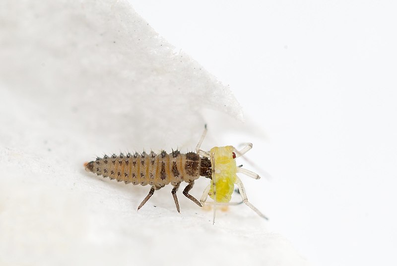 File:Hippodamia variegata larva (4138975141).jpg