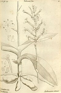 plate 16 Habenaria citrina Peristylus citrinus