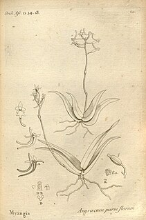 <i>Angraecopsis</i> Genus of plants in family Orchidaceae