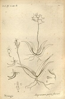 Histoire particulière des plantes Orchidées recueillies sur les trois îles australes d'Afrique, de France, de Burbon et de Мадагаскар (060-кесте) BHL.jpg