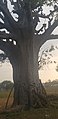 Historical_baobab_tree_in_Kasuliyili