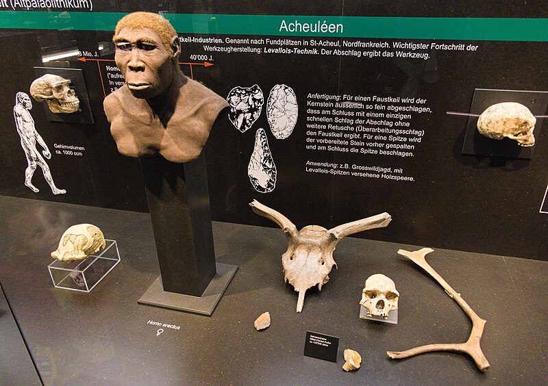 File:Homo erectus reconstruction in Kulturama Museum.jpg