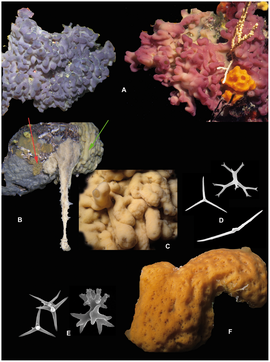 Разнообразие Homoscleromopha. A — Oscarella lobularis, B — Plakortis simplex, C — Plakina jani, D — спикулы Plakinidae[en], E — спикулы Corticium candelabrum, F — Corticium candelabrum