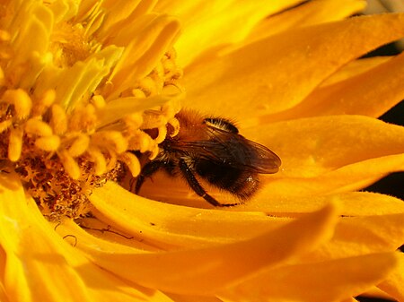 Fail:Honeybee on Zinnia violacea.jpg