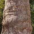 Stam van de gewone plataan (Platanus hispanica) (detail).