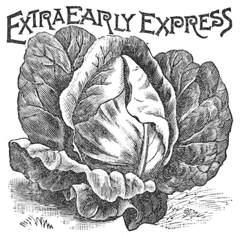 EXTRA EARLY EXPRESS CABBAGE.