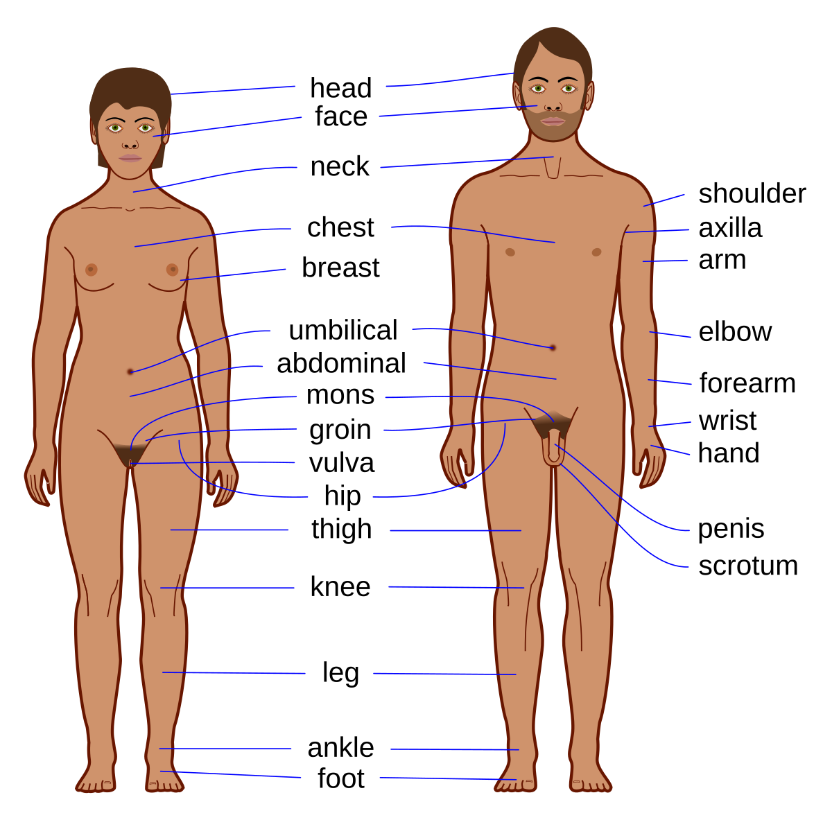 File:Human body features EN.svg - Wikimedia Commons