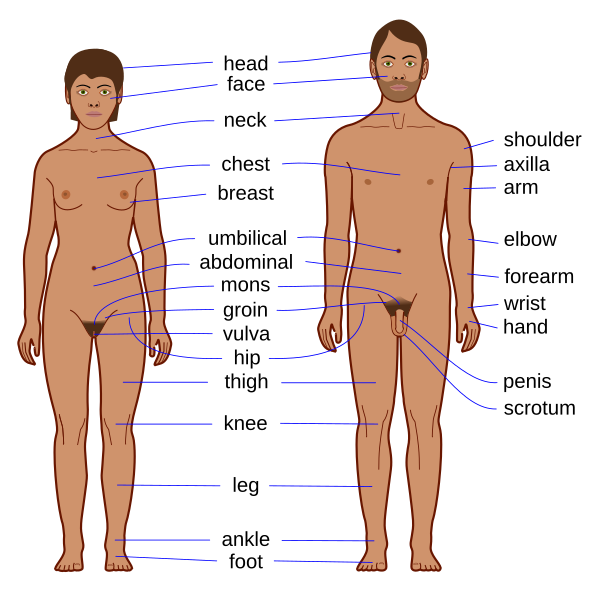 Human body features EN.svg