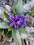 Thumbnail for Hyacinthus orientalis