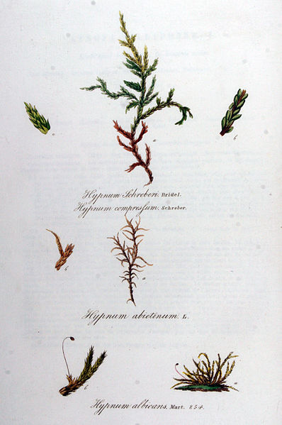 File:Hypnum abietinum — Flora Batava — Volume v11.jpg