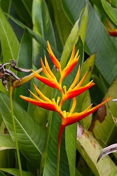 File:IMG 8337 Bird of paradise Photographed by Peak Hora.jpg