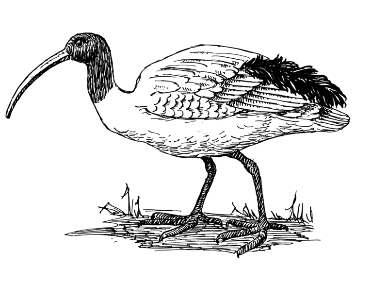 File:Ibis (PSF).png