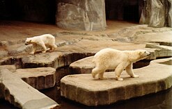 Enclos des ours blancs en 1978.