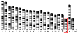 Ideogram house mouse chromosome 19.svg