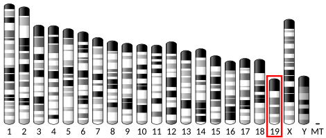 File:Ideogram house mouse chromosome 19.svg