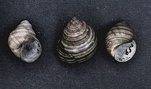 Idiopoma doliaris 001.jpg