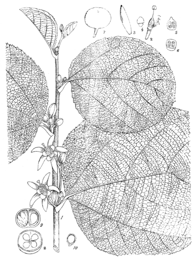 GREWIA SCABROPHYLLA, ROXB.