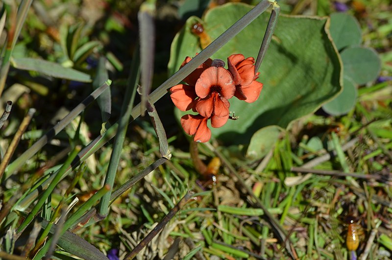 File:Indigofera procumbens (10020452684).jpg