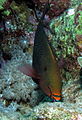 Initial phase parrotfish feeding at Shaab Marsa Alam, Red Sea, Egypt -SCUBA (6336981391).jpg