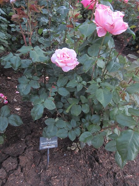 File:International Rose Test Garden, Portland, Oregon (2022) - 414.jpg