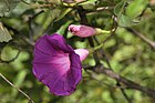 Ipomoea nil (Convolvulaceae) (24662754949).jpg