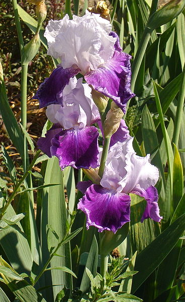 File:Iris "Gay parasol".jpg