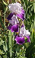 * Nomination Iris cultivar "Gay Parasol" in the Jardin des iris au Jardin des Plantes de Paris.--Jebulon 22:40, 6 June 2010 (UTC) * Promotion Very good. --Cayambe 07:27, 7 June 2010 (UTC) Slightly oversaturated (0.9%), just passing for QI for me. Otherwise good image. Lycaon 16:34, 8 June 2010 (UTC)