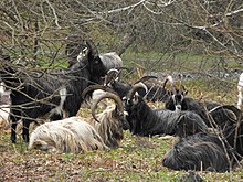 Irlandia kambing di sekitar Glendalough - Irlandia - panoramio.jpg