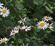 Nine California rock daisies with white petals and a yellow inner flower. There are also five wilted California rock daisies pictured as well as seven green buds yet to open