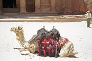 Jordania Petra, wielbląd 2000 r.Template:WM-PL-scan