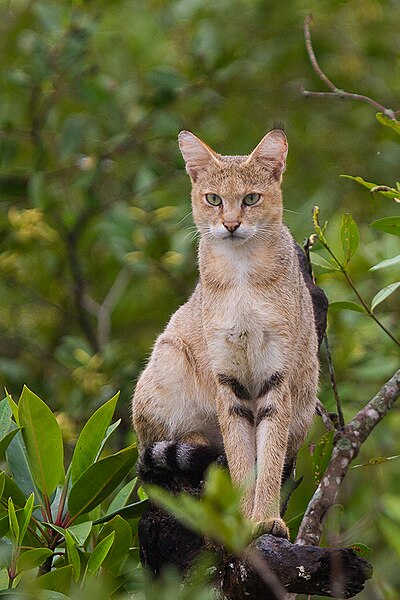 Jungle cat