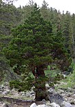 A living Juniperus, or juniper tree JuniperRockCreek.JPG