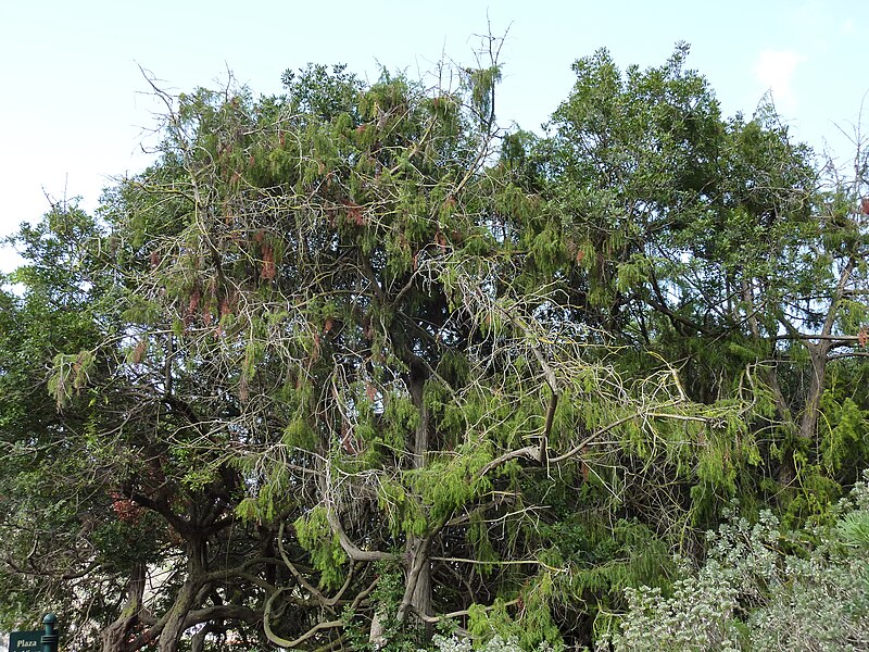 File:Juniperus cedrus (Gran Canaria).jpg