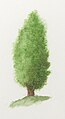 Juniperus communis tree illustration
