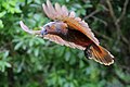 Kaka in flight