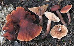 Kamperriisikas Lactarius camphoratus